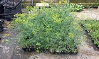 dill plants